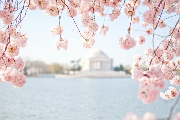 Photo of Cherry Blossoms with the Washington Monument in the background